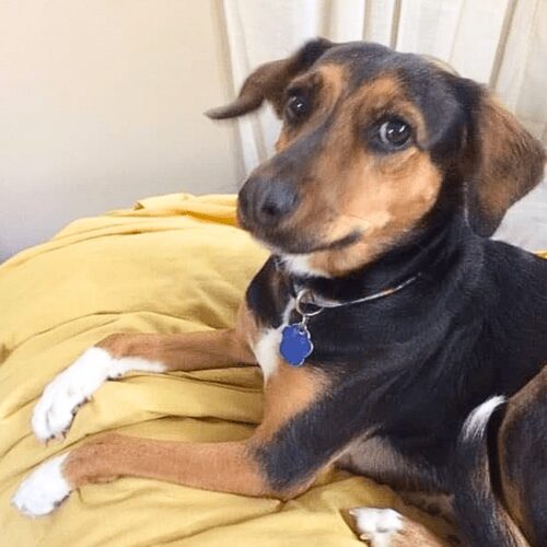 Ready for adoption at Cortez Rescue and Outreach