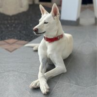 Ready for adoption at Cortez Rescue and Outreach