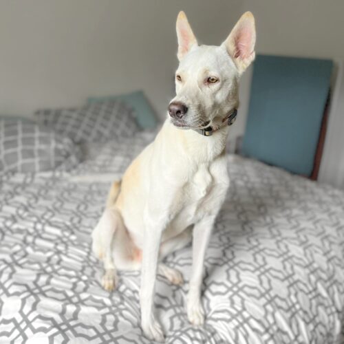 Ready for adoption at Cortez Rescue and Outreach