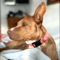 Ready for adoption at Cortez Rescue and Outreach