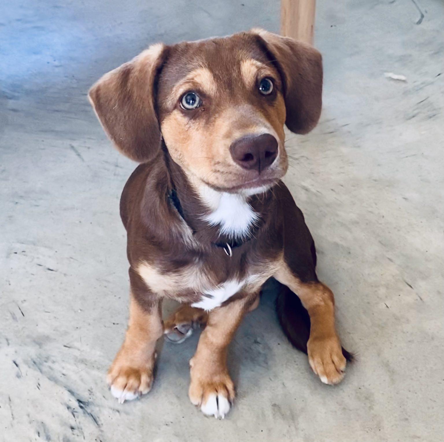 Available Dogs Cortez Rescue