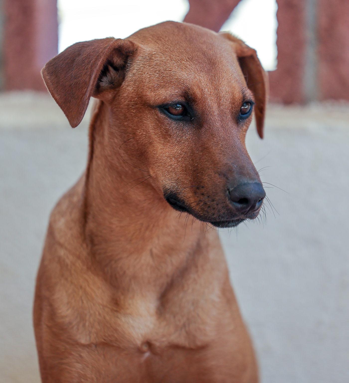 Cortez Rescue everyday enriching the lives of homeless and neglected dogs