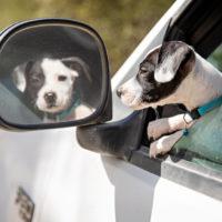 Ready for adoption at Cortez Rescue and Outreach