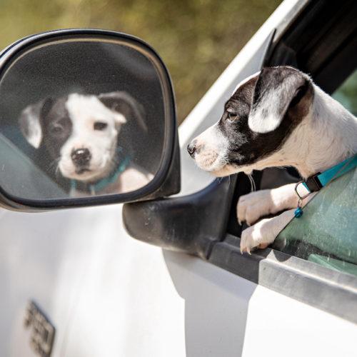 Ready for adoption at Cortez Rescue and Outreach