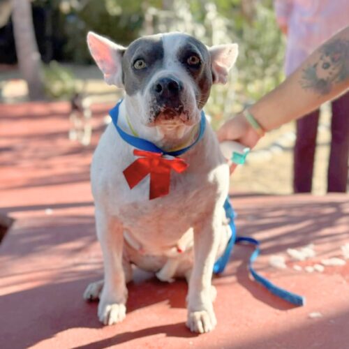 Ready for adoption at Cortez Rescue and Outreach