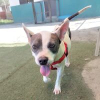 Maya_Ready for adoption at Cortez Rescue and Outreach