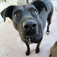 Ready for adoption at Cortez Rescue and Outreach