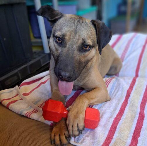 Available Dogs Cortez Rescue