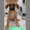 Weena