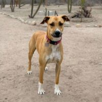 Ready for adoption at Cortez Rescue and Outreach