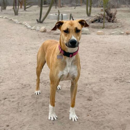 Ready for adoption at Cortez Rescue and Outreach