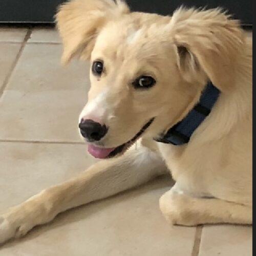 Available Dogs Cortez Rescue