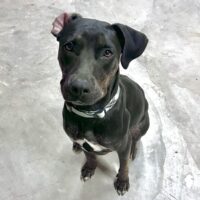 Available for adoption with Cortez Rescue and Outreach