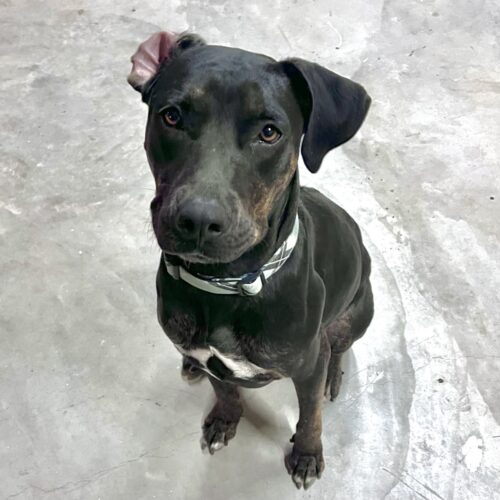 Available for adoption with Cortez Rescue and Outreach