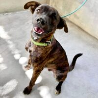 Loreto_Ready for adoption at Cortez Rescue and Outreach