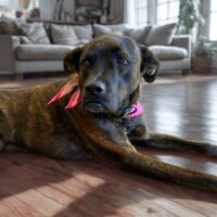 Ready for adoption at Cortez Rescue and Outreach