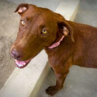 Available for adoption with Cortez Rescue and Outreach