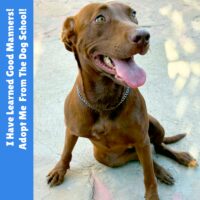 Adopt this dog at Cortez Rescue and Outreach