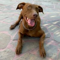 Ready for adoption at Cortez Rescue and Outreach