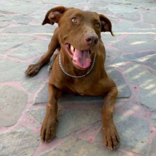 Ready for adoption at Cortez Rescue and Outreach