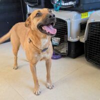 Adopt this pup at Cortez Rescue and Outreach