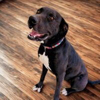 Ready for adoption at Cortez Rescue and Outreach