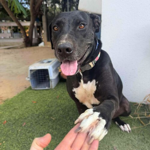 Ready for adoption at Cortez Rescue and Outreach