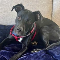 Ready to adopt at Cortez Rescue & Outreach