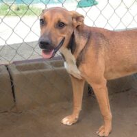 Ready for adoption at Cortez Rescue and Outreach