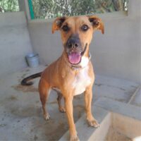 Ready for adoption at Cortez Rescue and Outreach