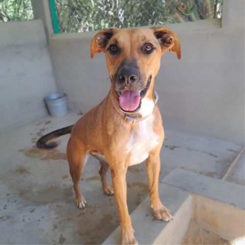 Ready for adoption at Cortez Rescue and Outreach