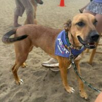 This dog is ready for adoption at Cortez Rescue and Outreach