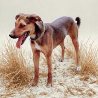 Ready for adoption at Cortez Rescue and Outreach