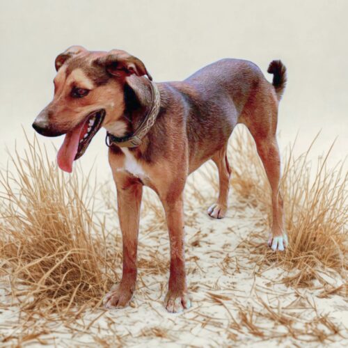 Ready for adoption at Cortez Rescue and Outreach