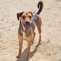 Adopt this pup at Cortez Rescue and Outreach