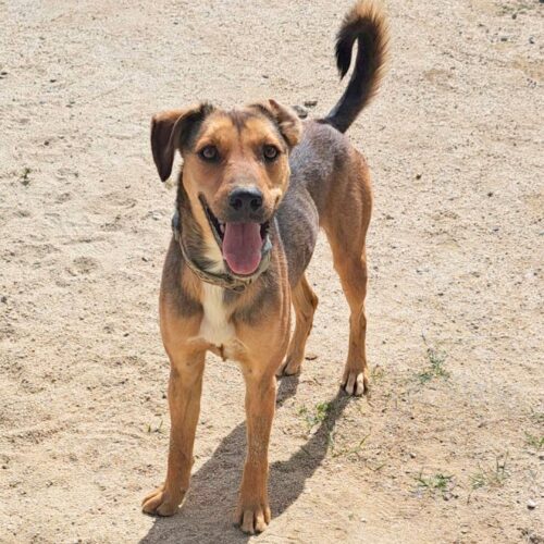 Adopt this pup at Cortez Rescue and Outreach