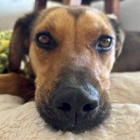 Adopt me through Cortez Rescue and Outreach