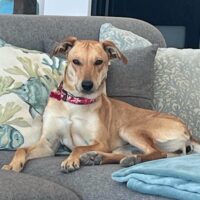 Ready for adoption at Cortez Rescue and Outreach