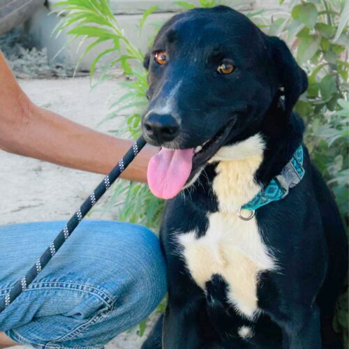 Ready for adoption at Cortez Rescue and Outreach