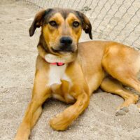 Ready for adoption at Cortez Rescue and Outreach