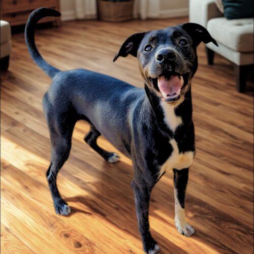 Ready for adoption at Cortez Rescue and Outreach