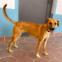 Ready for adoption at Cortez Rescue and Outreach