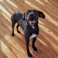 Ready for adoption at Cortez Rescue and Outreach