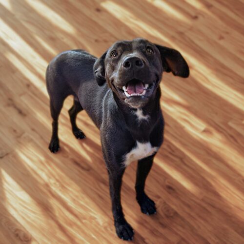 Ready for adoption at Cortez Rescue and Outreach