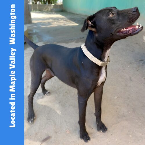 Adopt this dog at Hobart Rescue