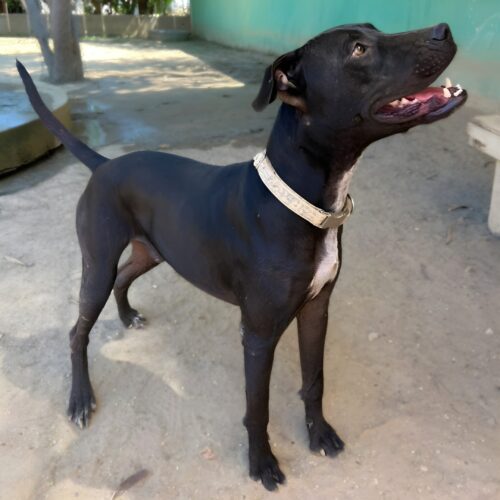 Ready for adoption at Cortez Rescue and Outreach