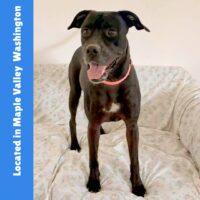 Adopt this dog at Hobart Rescue