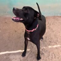 Ready for adoption at Cortez Rescue and Outreach