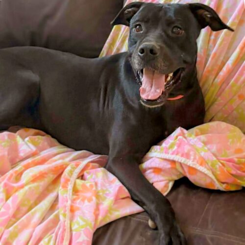 Adopt this dog at Cortez Rescue and Outreach