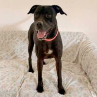 This dog is ready for adoption at Cortez Rescue and Outreach